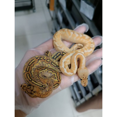 24 spotnose gravel clown x hgw gravel het clown